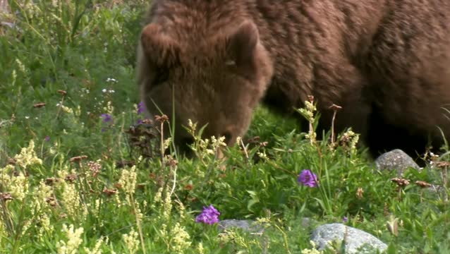 棕熊，或普通熊。熊科(Ursus arctos)是熊科的一种食肉哺乳动物;陆地上最大的食肉动物之一。堪察加半岛，间歇泉谷视频素材