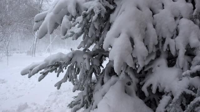 雪覆盖松树在风中飘4K视频素材