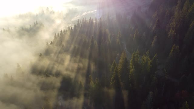 在山上的森林上空喷射出雾来。阳光穿过树林。高地上的黎明。空中拍摄视频素材