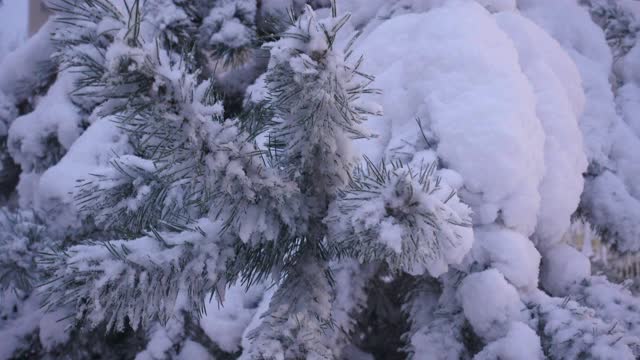 白雪覆盖松树枝头，四万里视频素材