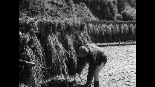 两名男子将收获的大米放到干燥架上;1964视频素材