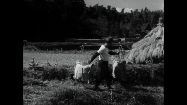 在日本，男男女女忙于收集成袋的大米;1964视频素材