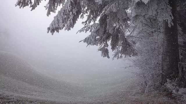 第一场雪。美丽的雾蒙蒙的风景在昏暗的灯光和动画移动的雪花。松树枝上结霜。寒冷、忧郁的冬日景象视频下载