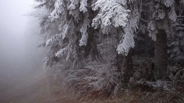 冬天的森林里有雪。美丽的雾蒙蒙的风景在昏暗的灯光和动画移动的雪花。松树枝上结霜。寒冷、忧郁的冬日景象视频下载