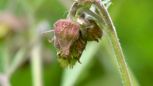 爱沙尼亚的金琴属植物的白色羽状茎视频素材