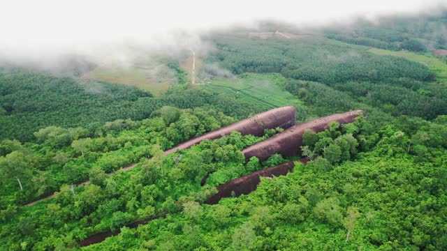 三石鲸(欣山姆鲸)视频下载