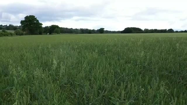 绿色农田和草地的鸟瞰图视频素材