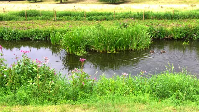 英国沃里克郡，夏天郁郁葱葱的绿色风景视频素材