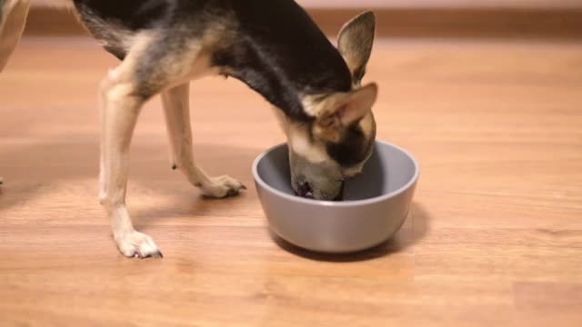 小狗小狗小猎犬吃软食品罐头食品视频素材