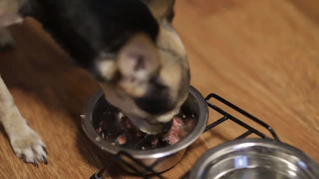 小玩具犬狗吃罐装食品，吃软的天然食品有食欲，享受美味均衡的新鲜食品视频素材