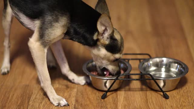 小狗小狗小猎犬吃软食品罐头食品视频素材