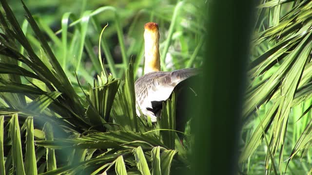 黄颈朱鹭(Theristicus caudatus)，也被称为白喉朱鹭，平衡在鱼尾棕榈(Caryota urens)寻找食物。视频素材