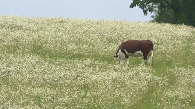 奶牛在田野里吃草视频素材