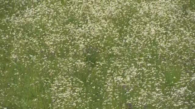 奶牛在田野里吃草视频素材