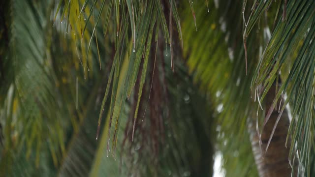 雨滴落在棕榈树的叶子上视频下载