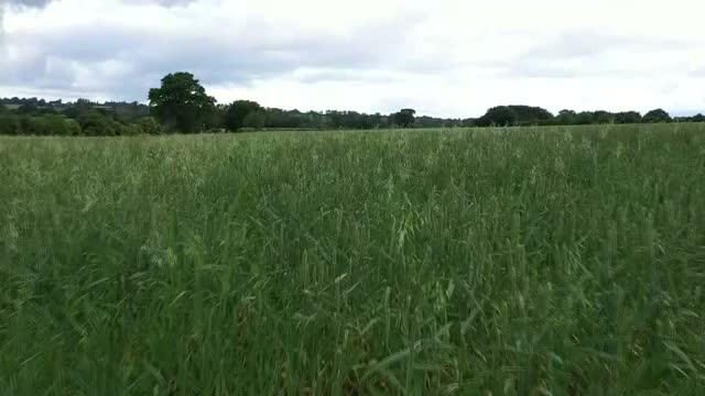 绿色农田和草地的鸟瞰图视频素材