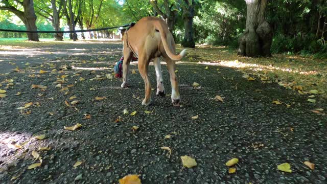 在秋天的公园里遛狗。视频素材