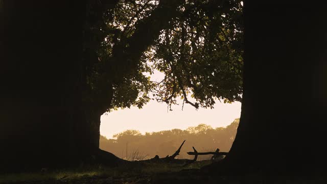 在明亮的橙色日落在林地和森林景观和风景，英国野生动物在英格兰的剪影雄马鹿(cervus elaphus)和它的鹿角视频素材