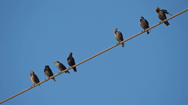 一群欧洲椋鸟(Sturnus vulgaris)栖息在头顶的电线上。Occitanie、法国视频素材