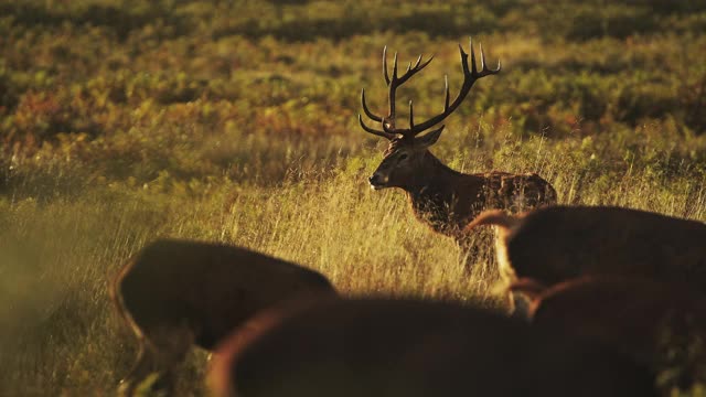 雄马鹿(cervus elaphus)在雨中发情期间的鹿在美丽的金色阳光下在郁郁葱葱的风景和风景，英国野生动物在英国视频素材