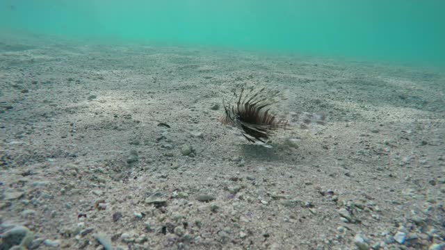 埃及红海水下的狮子鱼斑马鱼视频素材