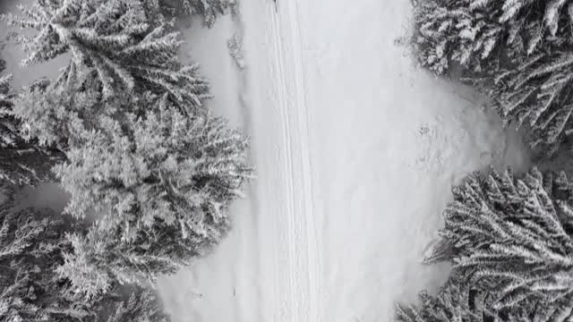 一名滑雪者正穿越卡科诺斯山上被雪覆盖的树木视频素材