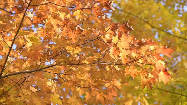 美国宾夕法尼亚州伦纳德哈里森州立公园的树枝上的秋叶视频素材