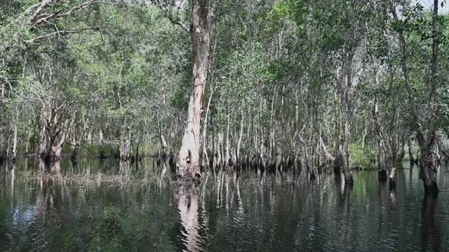 泰国植物园红树林。视频素材