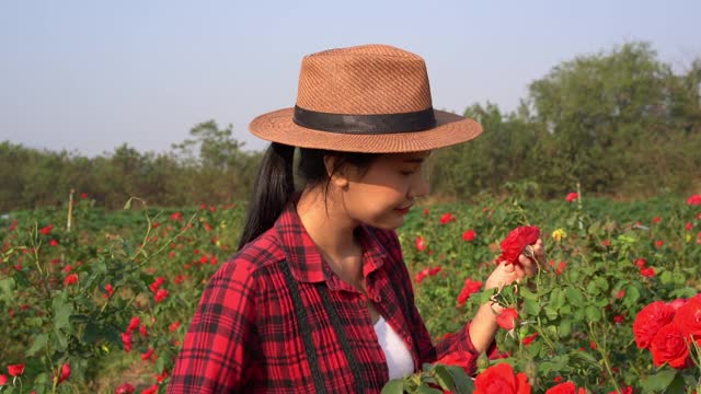 女园丁照料着玫瑰园。视频素材