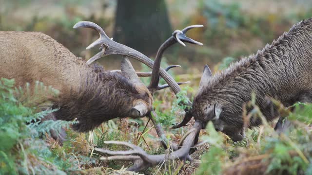 雄马鹿(cervus elaphus)在鹿发情期间，发情和碰撞的鹿角和头部，英国野生动物英格兰，英国视频素材