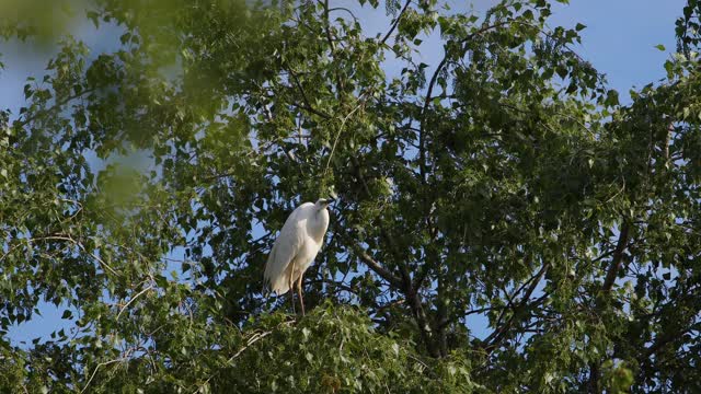 大白鹭坐在树上，然后飞了出来视频素材