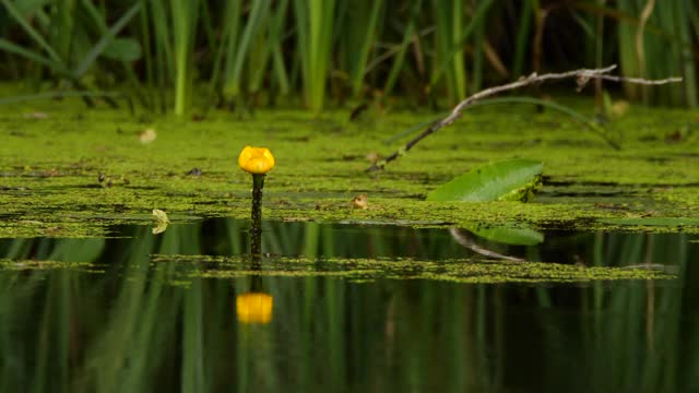 Nuphar lutea，黄色的睡莲，或白兰地瓶，俄罗斯视频素材