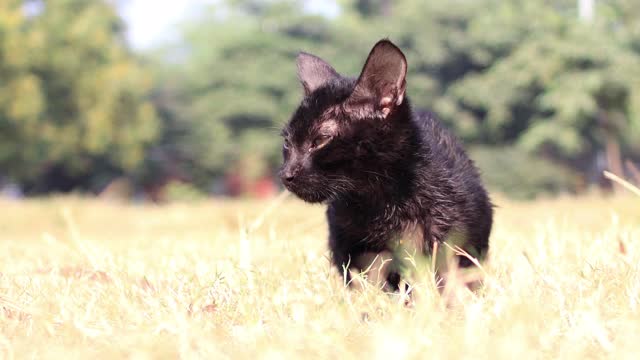 刚出生的小猫在户外公园享受阳光视频素材