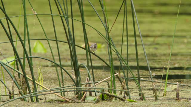 白wagtail (Motacilla alba) -沃罗涅日，俄罗斯视频素材