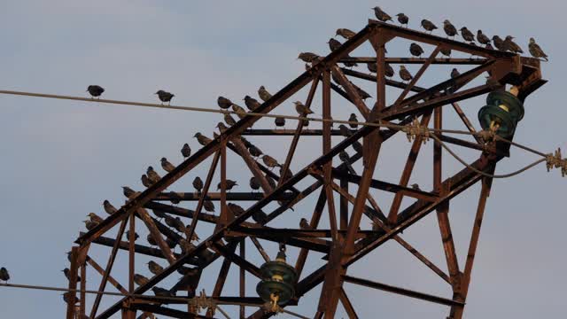 一群欧洲椋鸟(Sturnus vulgaris)栖息在头顶的电线上。Occitanie、法国视频素材