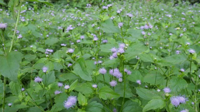 小野花场视频素材