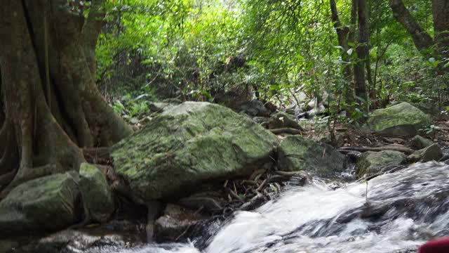 阳光照耀下的雨林中的树视频素材