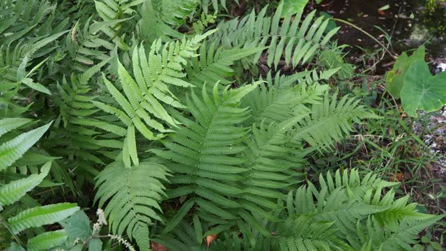 蕨类植物在森林视频素材