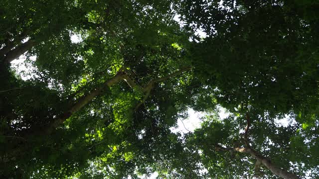 阳光照耀下的雨林中的树视频素材