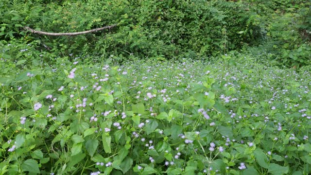 小野花场视频素材