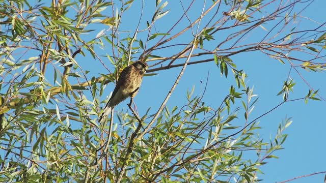 慢镜头普通红隼(falco tinnunculus)，英国野生动物和鸟类在里士满公园日落在伦敦，英格兰视频素材