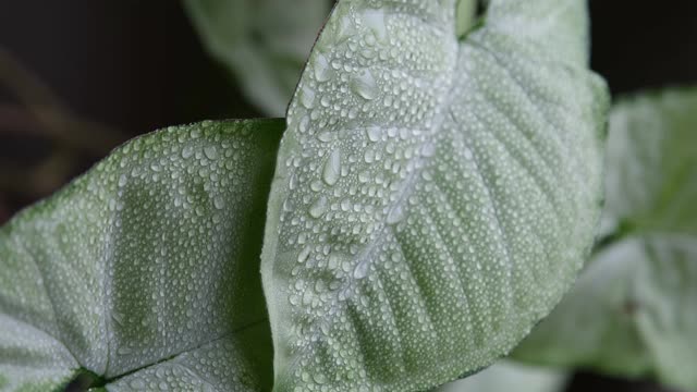 丛林中的雨。雨滴落在绿色的热带树叶上视频素材