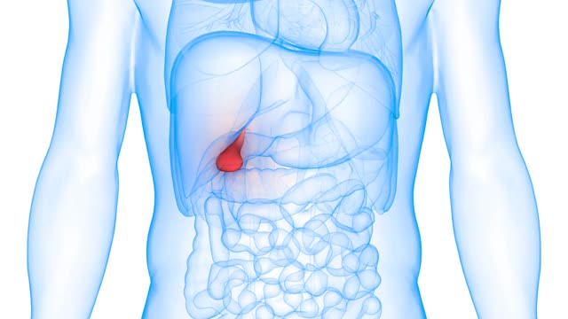 人体内脏器官胆囊解剖动画概念视频素材