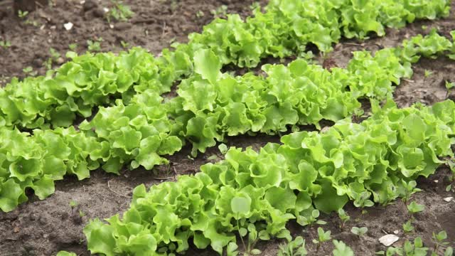 有机农场种植绿叶生菜、有机蔬菜。有选择性的重点视频素材