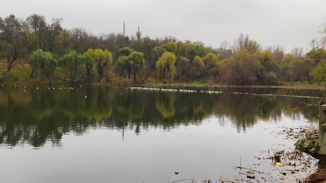 秋天，一群海鸥在湖面上排着队视频素材