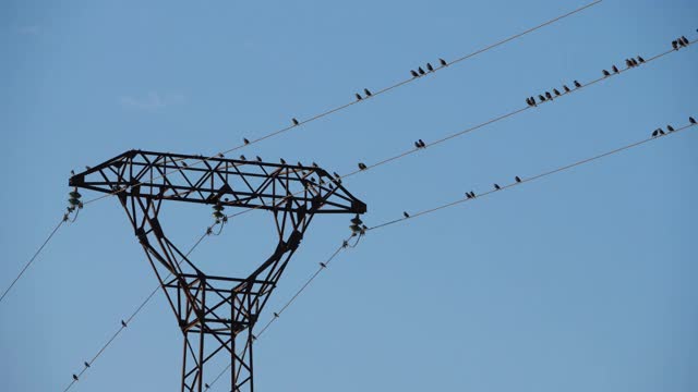 一群欧洲椋鸟(Sturnus vulgaris)栖息在头顶的电线上。Occitanie、法国视频素材