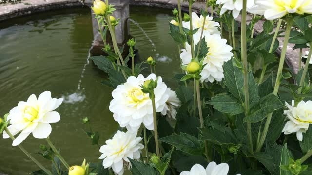 有围墙的村舍花园，有植物和鲜花视频下载