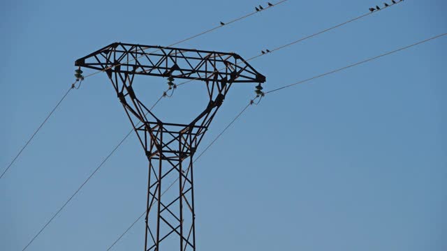 一群欧洲椋鸟(Sturnus vulgaris)栖息在头顶的电线上。Occitanie、法国视频素材