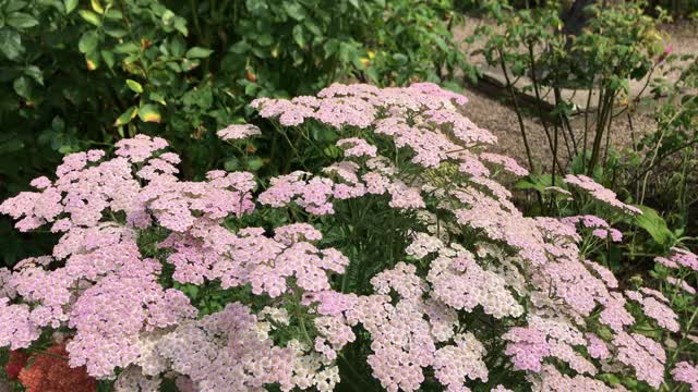 有围墙的村舍花园，有植物和鲜花视频下载