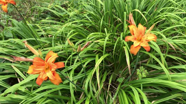 有围墙的村舍花园，有植物和鲜花视频下载